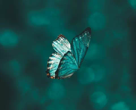 aarn-giri-IBhsB71R97k-unsplash (Petite)